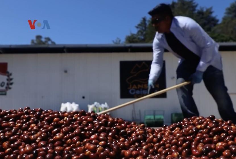 Petani kopi di Panama sedang menjemur biji kopi geisha.