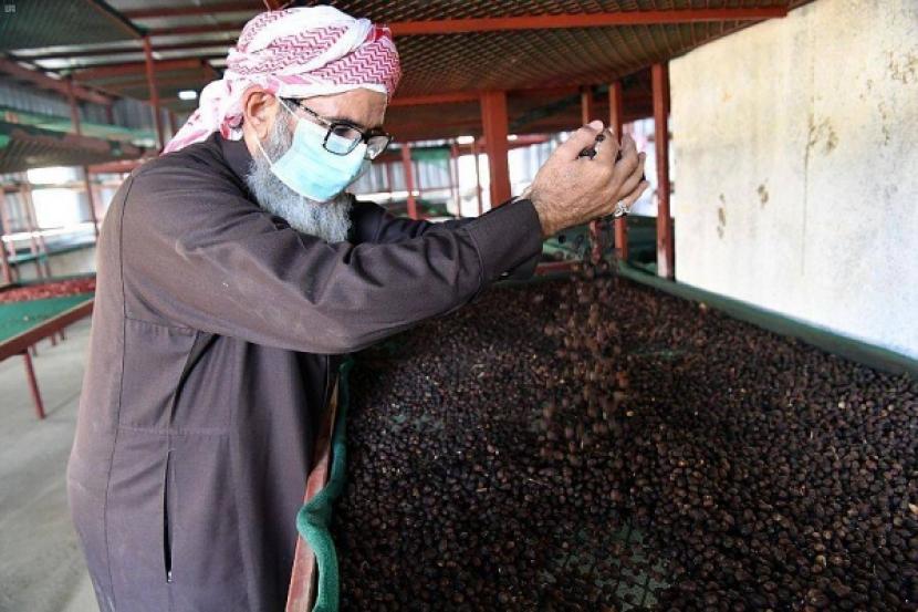 Petani kopi Khawlani di Provinsi Jazan, Arab Saudi tengah memanen biji kopi mereka selama musim panen tahunan, yang berlangsung dari Oktober hingga Januari.