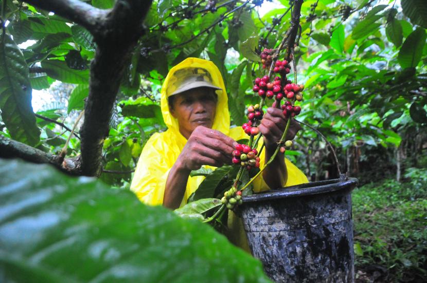 Petani kopi memetik kopi di perkebunan kopi Gunung Muria, Desa Colo, Kudus, Jawa Tengah, Kamis (23/6/2022). Sebagai produk agribisnis, kopi akan terus didorong guna mendukung perekonomian nasional.