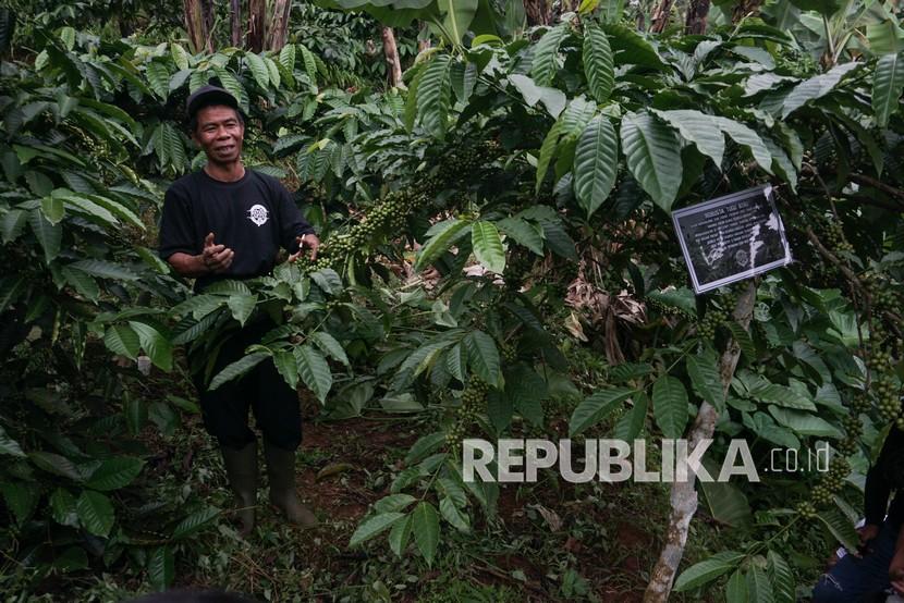 Petani kopi ilustrasi Pemerintah Kota Pontianak, Kalimantan Barat mengubah lahan gambut seluas dua hektare di Gang Flora, Kelurahan Batu Layang, menjadi kebun kopi jenis Leberika.