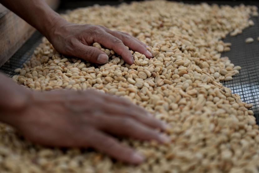 Petani kopi menjemur biji kopi arabika di Desa Benteng Alla, Baroko, Enrekang, Sulawesi Selatan.