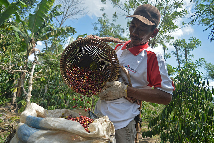 Petani kopi Sukardi menuang kopi ke karung di Desa Sukamaju, Tegal Rejo, Ulubelu, Tanggamus, Lampung, Rabu (30/7)