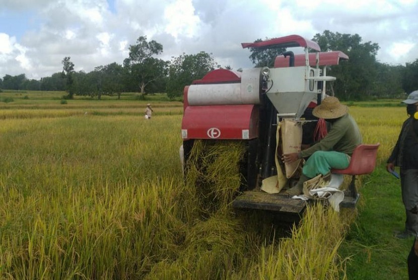 Petani Lampung masih terus melakukan panen raya padi dengan produksi beras pada bulan Mei 2020 surplus hingga mencapai 266.110 ton.