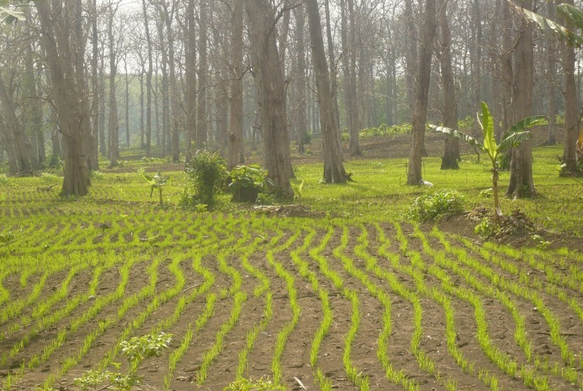 Petani Lebak Diminta Tingkatkan Produksi Padi Gogo. (ilustrasi)