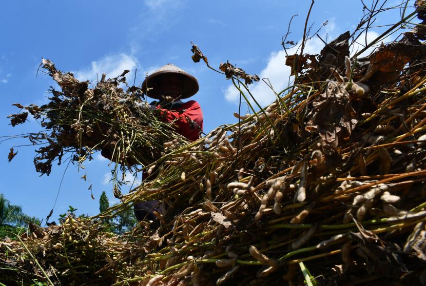 Petani megumpulkan kedelai yang dipanen ilustrasi. Dinas Ketahanan Pangan dan Pertanian (DKPP) Kabupaten Bantul, Daerah Istimewa Yogyakarta menyatakan bahwa luas panen tanaman kedelai daerah ini pada 2022 mengalami penurunan dibandingkan luas panen komoditas tersebut pada 2021.