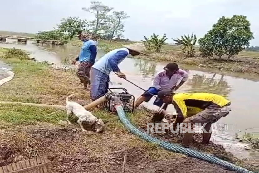 Petani melakukan gropyokan tikus yang mengancam musim tanam rendeng di Desa Dukuh, Kecamatan  Kapetakan, Kabupaten Cirebon, Senin (13/1/2025). 