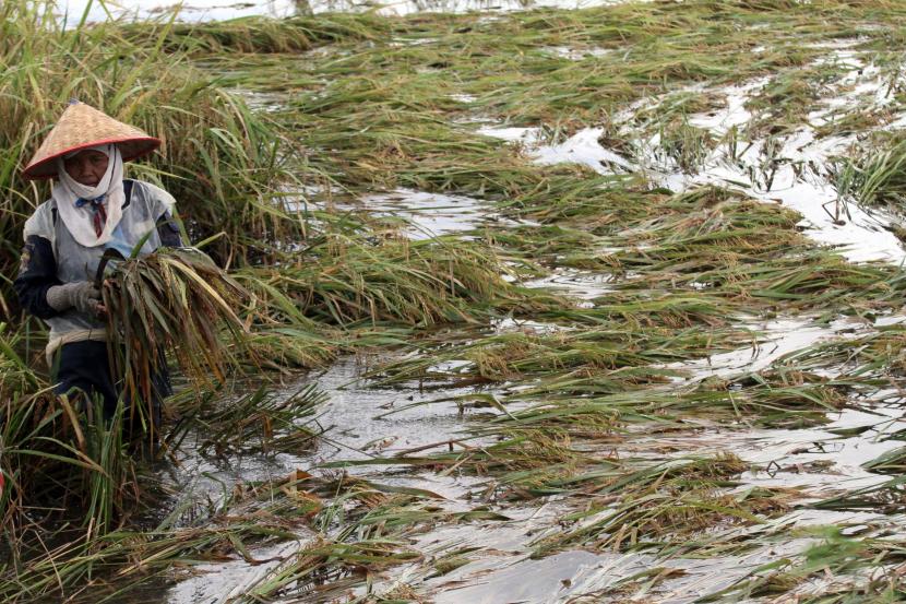 Lahan tanaman padi petani di Kudus yang tergenang banjir sejak awal musim tanam pertama 2022 mencapai 298 hektare. Ilustrasi.