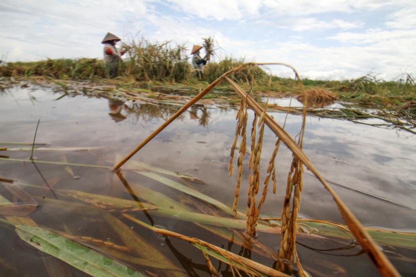 Petani melakukan panen paksa padi yang terendam banjir di Desa Meunje, Aceh Utara, Aceh, Kamis (6/1/2022). Sebanyak 68 hektare tanaman padi di kawasan tersebut rusak akibat terendam banjir. 