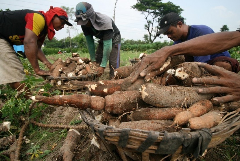 Petani melakukan panen tanaman singkong (ilustrasi). Sejumlah petani singkong (ubi kayu) pada beberapa daerah di Lampung mengeluhkan harga singkong anjlok jadi Rp 800 per kg dari harga normal Rp 1.200 per kg.
