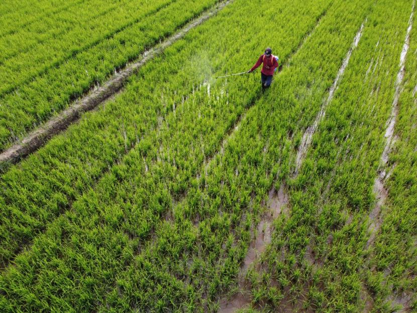 Petani melakukan penyemprotan pestisida organik pada tanaman padi (ilustrasi). Petani di Kabupaten Sukabumi diminta mengantisipasi dampak musim kemarau ke lahan pertanian.