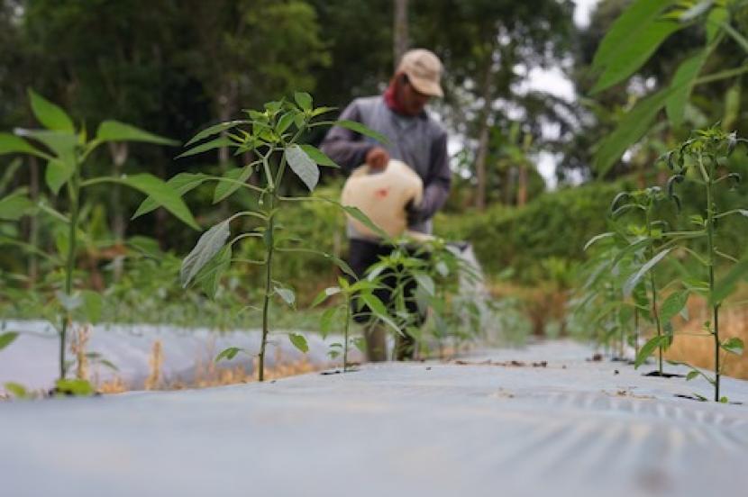 Petani melakukan perawatan pohon di Taman Keanekaragaman Hayati (Taman Kehati) Pabrik Aqua Babakanpari, Kabupaten Sukabumi, Jawa Barat. 