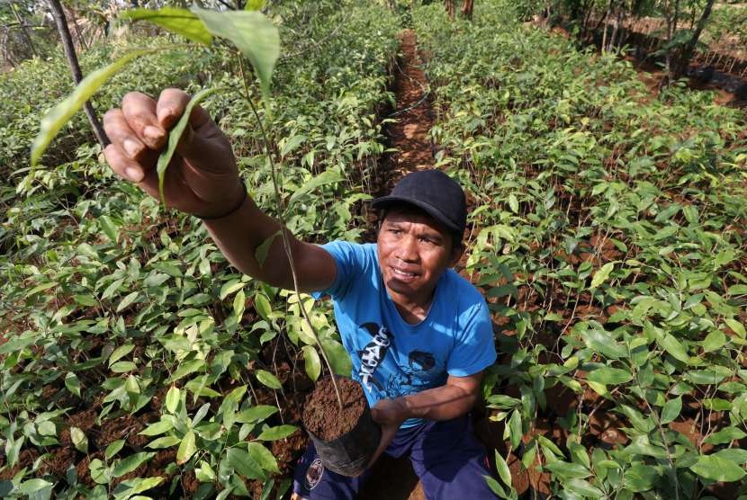 Petani melakukan perawatan rutin tanaman gaharu (ilustrasi). Kesatuan Pengelolaan Hutan Produksi (KPHP) Unit II Sorong melakukan pendampingan serta fasilitas bagi masyarakat setempat untuk memproduksi teh gaharu.