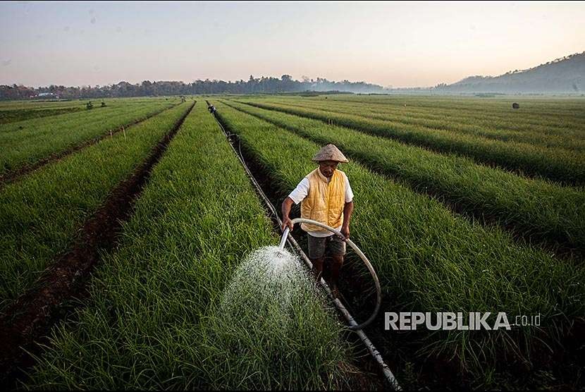 Petani melakukan perawatan tanaman bawang merah di kawasan Kretek, Bantul, DI Yogyakarta, Ahad (26/8). Kementerian Pertanian mencatat ekspor produk dan komoditas pertanian ke Cina untuk periode 2014-2018 meningkat signifikan mencapai 33,63 persen.