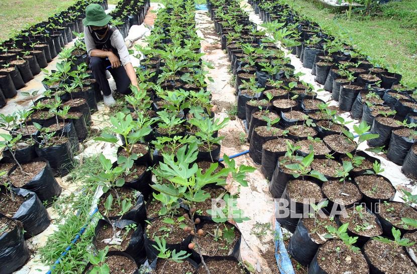 Petani melakukan perawatan tanaman buah Tin atau Ara di kebun Pengembangan Pertanian Masa Depan, perumahan Griya Katulampa, Kota Bogor, Jawa Barat, (ilustrasi).