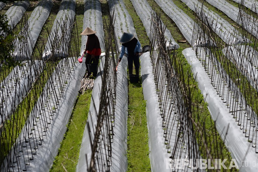 Petani melakukan perawatan tanaman di perkebunan rakyat, Sembalun, Lombok.