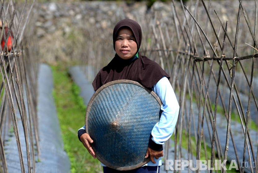 Petani melakukan perawatan tanaman di perkebunan rakyat, Sembalun, Lombok.