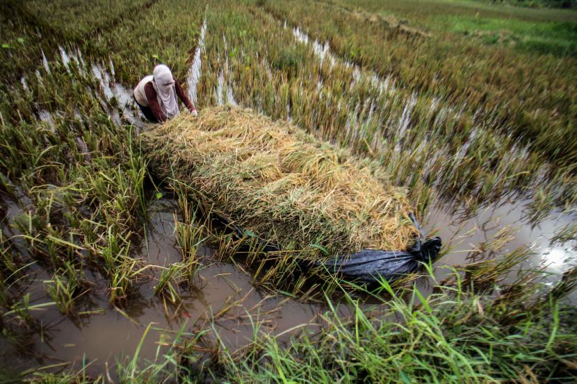 Petani melangsir padi yang di panen paksa akibat terendam banjir di Desa Meunje, Aceh Utara, Aceh, Kamis (13/10/2022).