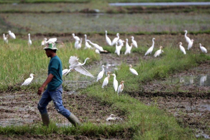 Petani melewati sekumpulan burung kuntul sawah (Ardeola speciosa) yang sedang mencari makan di area persawahan Desa Siron, Aceh Besar, Aceh, Senin (2/7).
