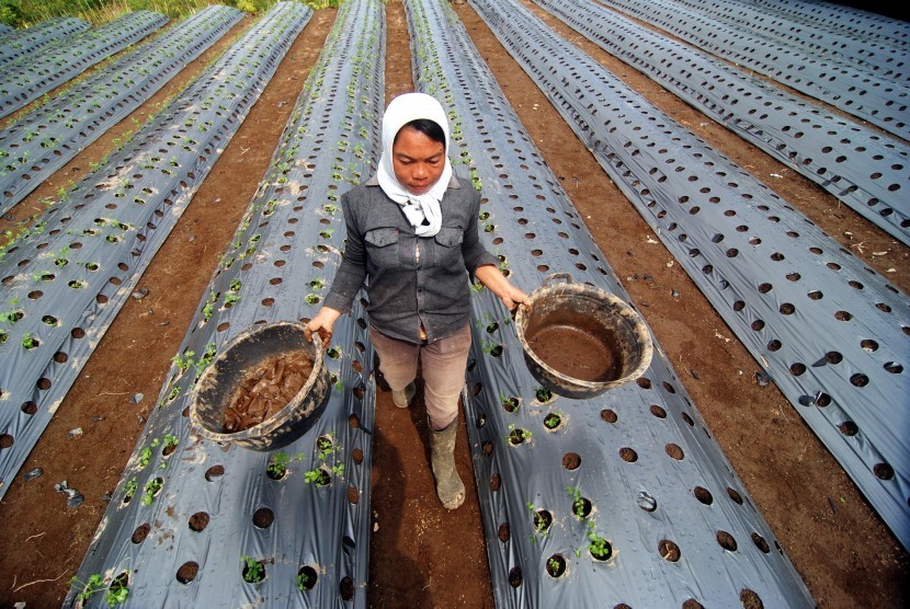 Petani melintas di lahan pertanian tumpang sari yang ditanami bibit cabai dan sayuran selada di Pakis, Kabupaten Magelang, Jawa Tengah, Jumat (22/4).