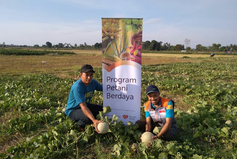 Petani melon binaan Program Petani Berdaya Rumah Zakat memanen 1.000 melon.