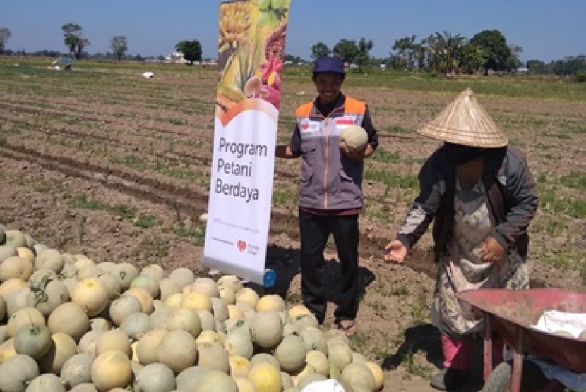  Petani Melon Binaan Rumah Zakat Kembali Panen Republika 