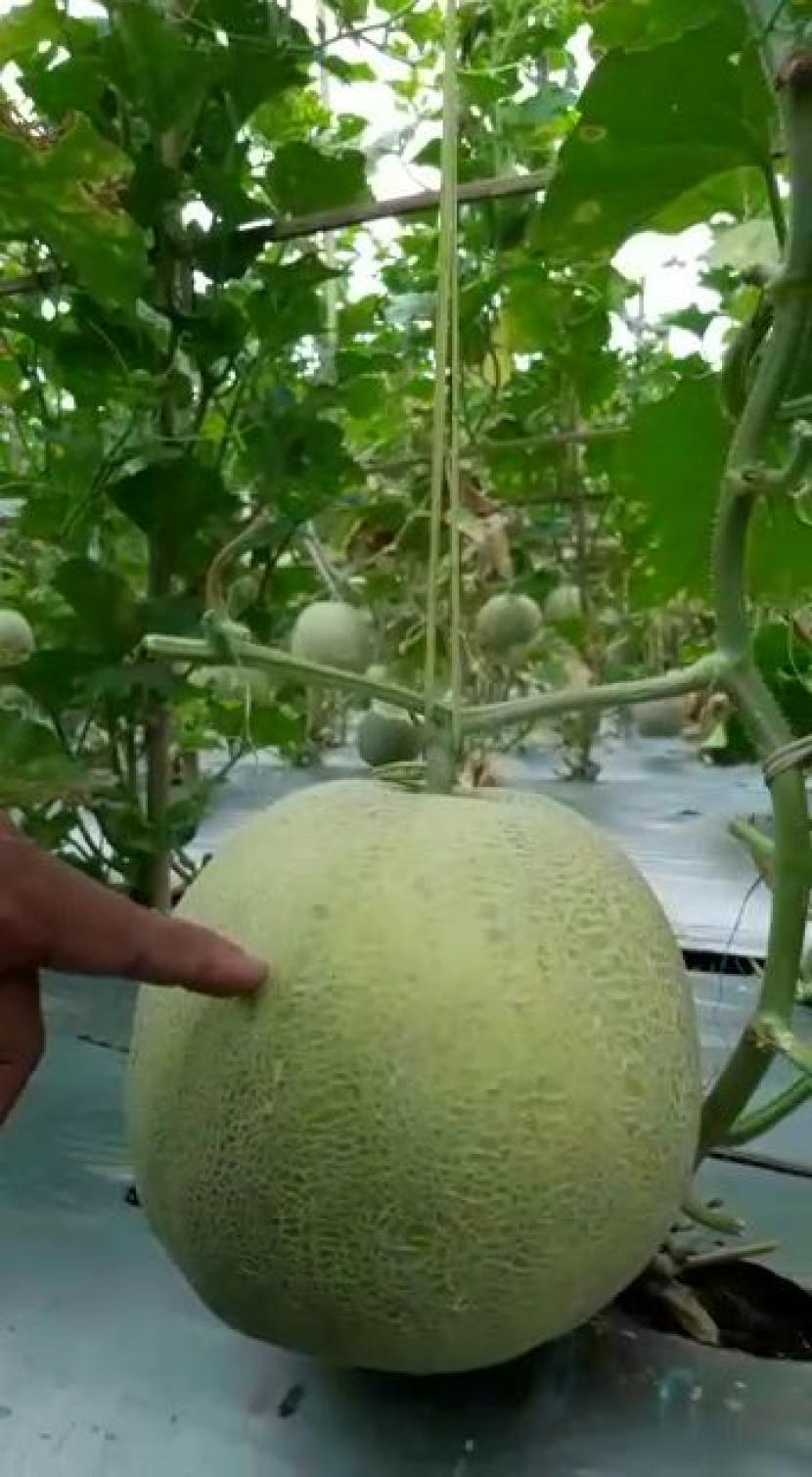 Petani melon di Kecamatan Surade, Kabupaten Sukabumi memperlihatkan hasil panen buah melonnya, Senin (27/4).