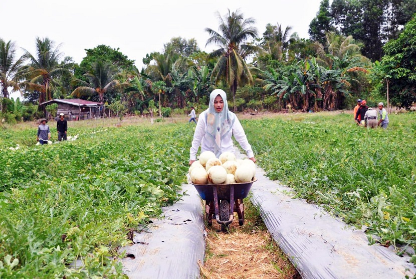 Petani melon di Kelurahan Nunukan Selatan, Kecamatan Nunukan Selatan pada Ramadan menjadi lebih sibuk pada Ramadhan. Hasil panen seluas empat hektar menjadi tumpuan konsumsi es buah untuk buka puasa di Kabupaten Nunukan, Bulungan dan Kota Tarakan, ibukota Provinsi Kalimantan Utara (Kaltara).
