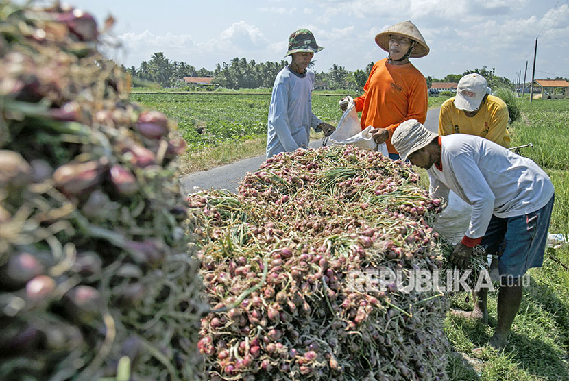 Petani memanen bawang merah di area persawahan Kretek, Bantul, DI Yogyakarta, Kamis (3/5). 