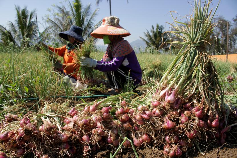 Petani memanen bawang merah di daerah Cirebon. Meski memasuki musim hujan, petani kini tak takut lagi atas serangan jamur fusarium yang bisa merusak dan menyebabkan gagal panen.