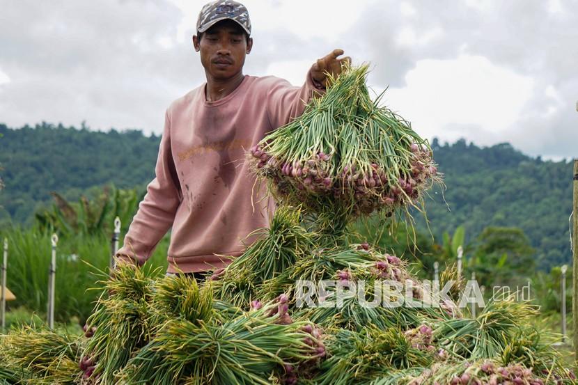 Petani memanen bawang merah di ladang Kampung Arsopura, Skanto, Keerom, Papua, Senin (7/2/2022). Badan Pusat Statistik (BPS) melansir Nilai Tukar Petani (NTP) Papua pada Januari 2022 sebesar 100,63 atau turun 0,03 persen dibandingkan dengan Desember 2021.