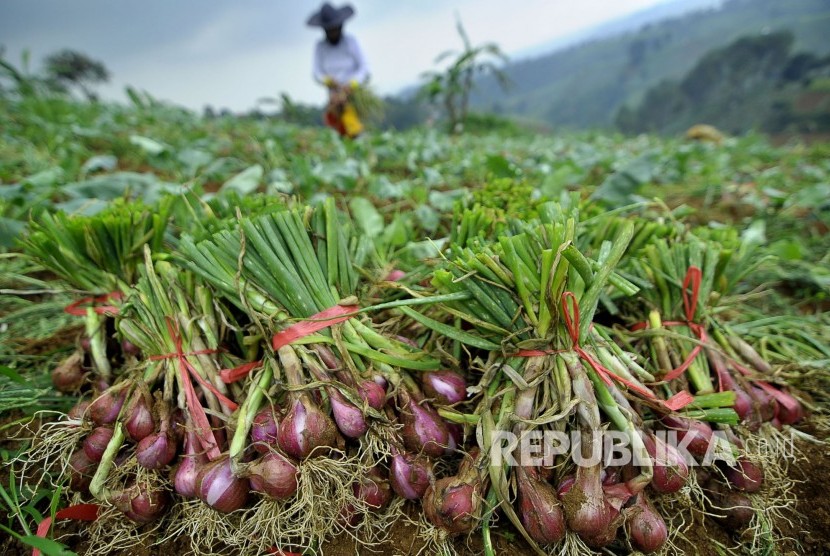 Petani memanen bawang merah di lahan pertanian kawasan Kampung Pasanggrahan, Desa Ciburial, Kecematan Cimenyan, Kabupaten Bandung, Selasa (25/4).