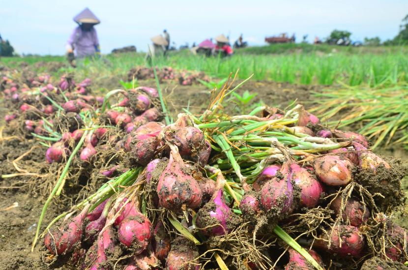 Penjabat Gubernur Banten Al Muktabar memberikan dukungan atas motivasi bagi para petani bawang merah, saat melakukan panen raya, (ilustrasi).
