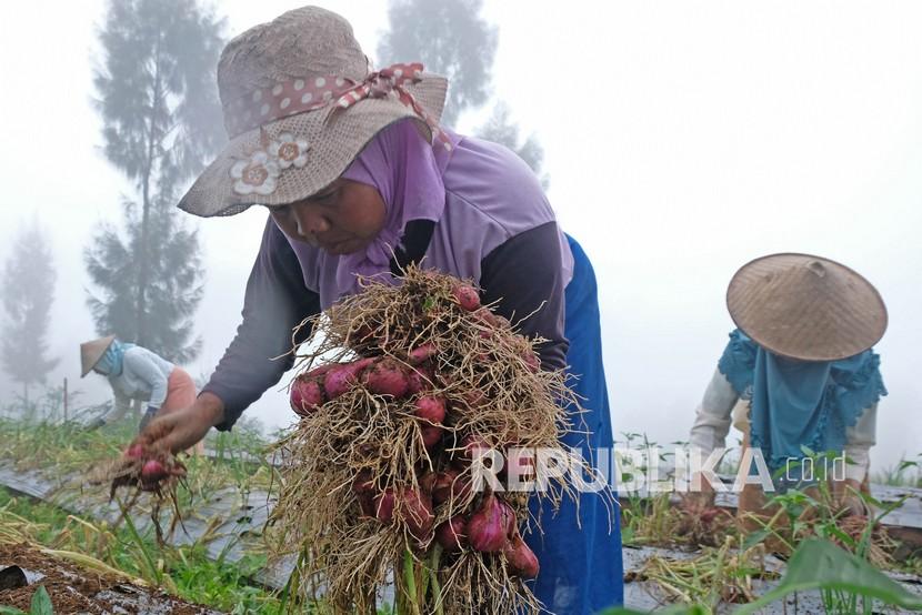 Petani memanen bawang merah saat panen raya di kawasan food estate lereng Gunung Sindoro Desa Bansari, Temanggung, Jawa Tengah, Kamis (20/1/2022). Kementan optimistis panen bawang merah dalam waktu dekat akan menormalkan harga.