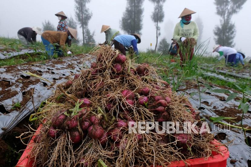 Petani memanen bawang merah (ilustrasi). Harga bawang merah di Medan mulai naik.