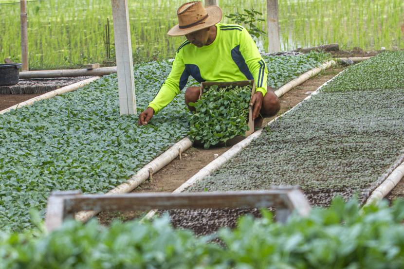 Petani memanen bibit tanaman sayur kembang kol di Desa Darawolong.