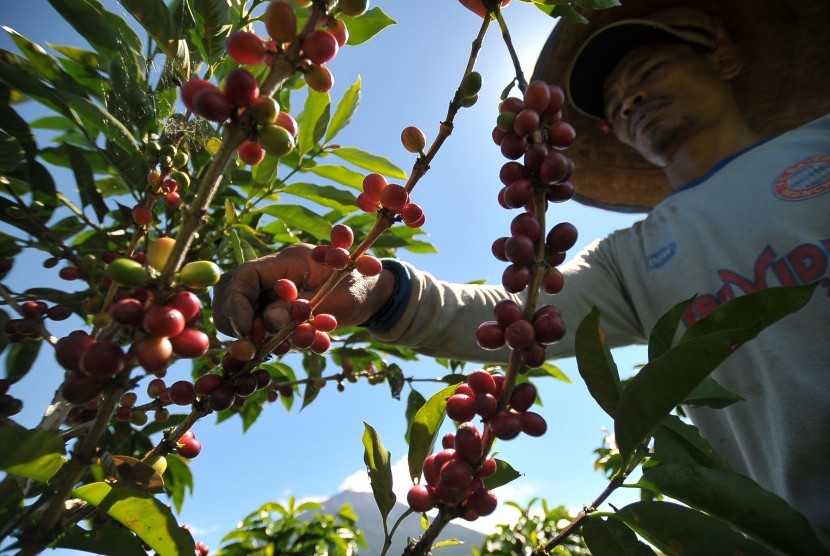 Petani memanen biji kopi robusta di Bengkolan Dua, Gunung Tujuh, Kerinci, Jambi. Salah satu komoditas pertanian Indonesia. 