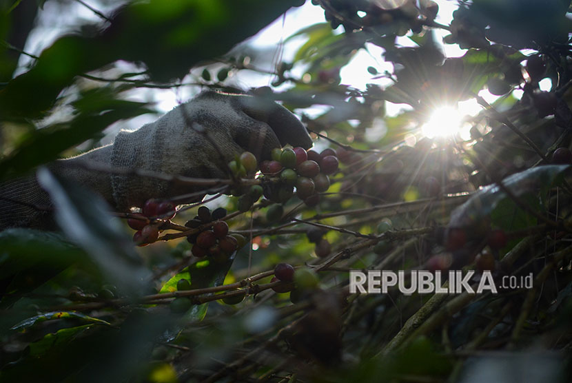 Petani memanen buah kopi arabika saat panen raya di Desa Cipada, Cikalong Wetan, Kabupaten Bandung Barat, Jawa Barat, Jumat (18/5). 