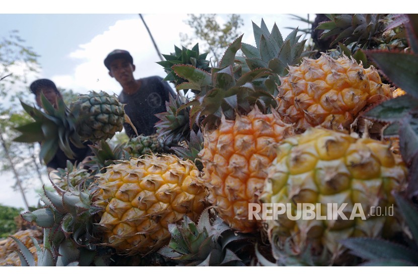 Petani memanen buah nanas di sentra pertanian nanas di Belik, Kabupaten Pemalang, Jawa Tengah, Ahad (20/10/2019).