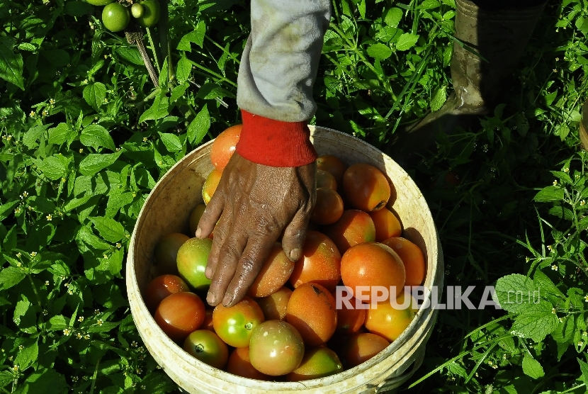 Petani memanen buah tomat. (ilustrasi)