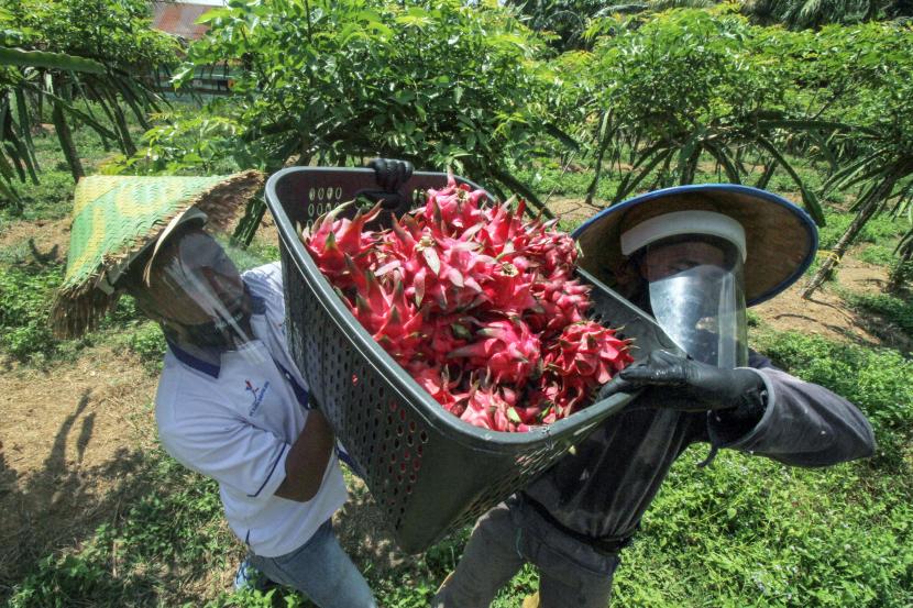 Petani memanen buah naga.