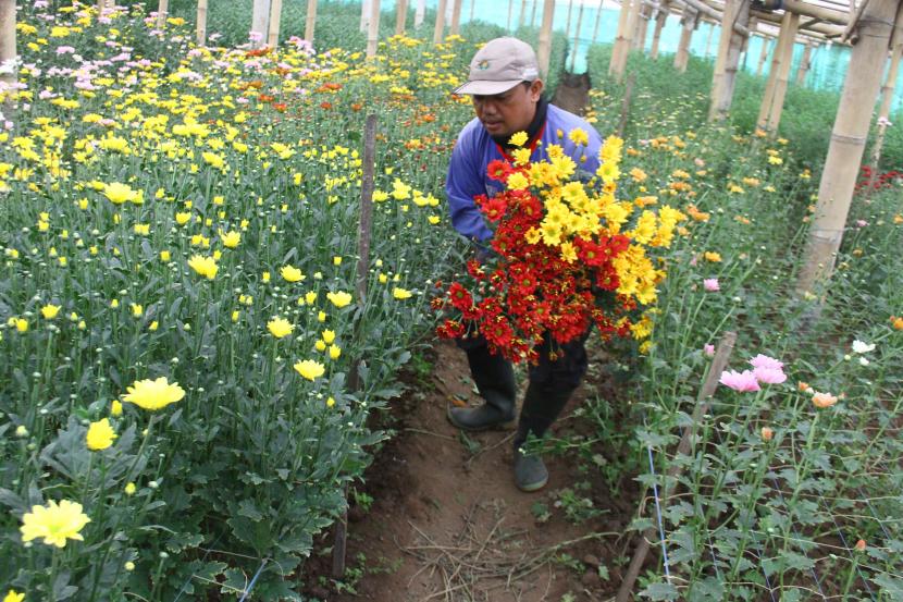 Petani memanen bunga krisan, (ilustrasi).  Kementerian Pertanian (Kementan) berupaya memacu ekspor bunga krisan melalui pengembangan Kampung Flori.
