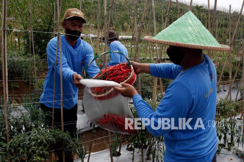 Petani memanen cabai di perkebunan kawasan Cigombong, Kabupaten Bogor, Jawa Barat, Selasa (24/8/2021). Kementerian Pertanian melansir data produksi aneka cabai nasional pada Januari hingga Juli 2021 yang menunjukkan masih surplus, pada bulan tersebut terdapat produksi sebanyak 163.293 ton dengan kebutuhan sebesar 158.855 ton.