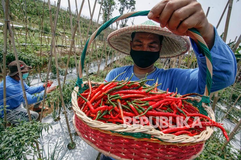 Petani memanen cabai di perkebunan kawasan Cigombong, Kabupaten Bogor, Jawa Barat. Menjelang Hari Besar Keagamaan Nasional (HBKN), Kementerian Pertanian dan petani di berbagai wilayah berupaya mengamankan stok cabai. Direktur Jenderal Hortikultura Prihasto Setyanto pun optimis pasokan cabai tahun ini mencukupi.