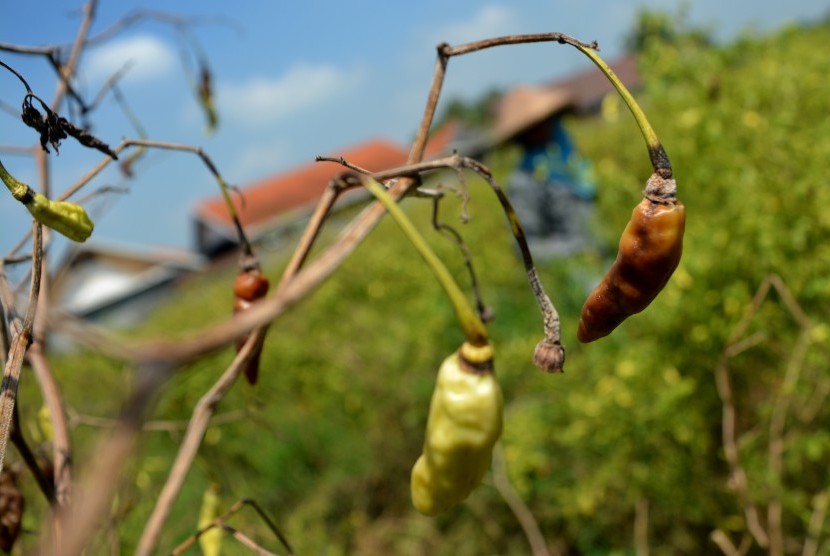 Cabe Terserang Penyakit: Petani memanen cabai di Sumobito, Jombang, Jawa Timur, Selasa (26/2/2019). 