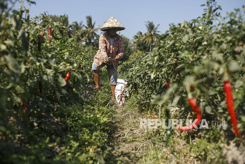 Petani memanen cabai merah di area persawahan Kretek, Bantul, DI Yogyakarta. 