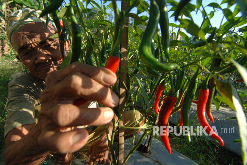 Petani memanen cabai merah.