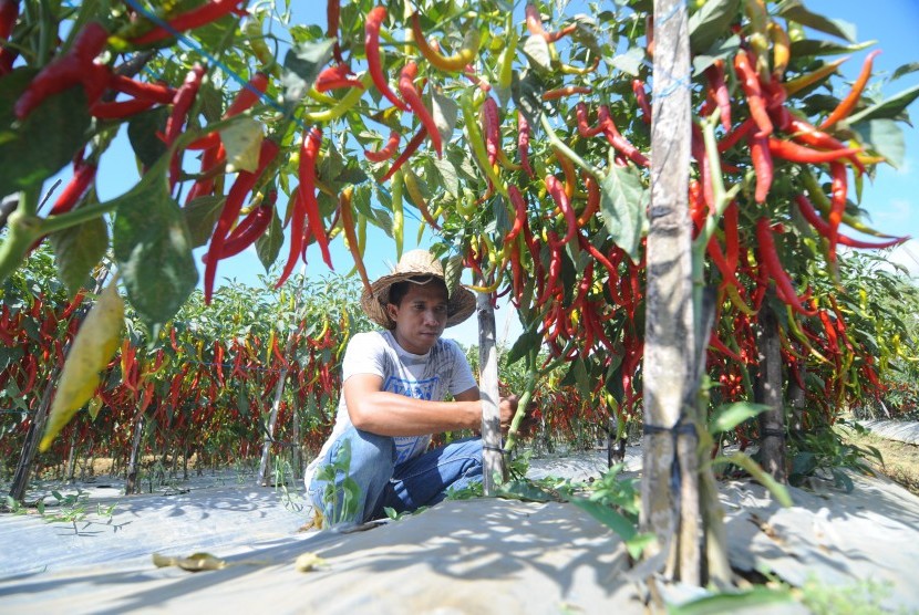 Petani memanen cabai merah di Desa Kertagenah Tengah, Kadur, Pamekasan, Jawa Timur, Selasa (6/11/2018).