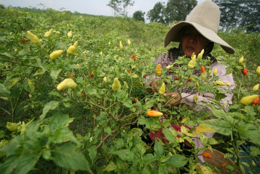 Petani memanen cabai rawit di area persawahan.