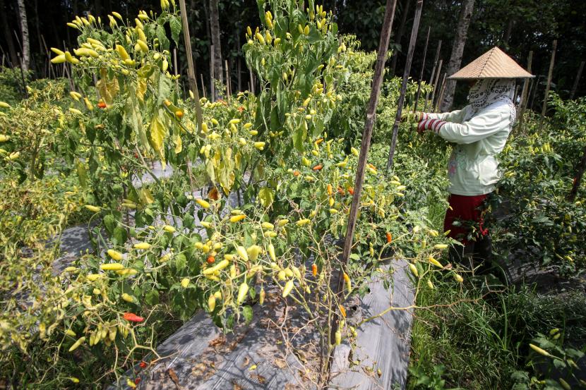 Petani memanen cabai rawit di persawahan (ilustrasi). Pemerintah Kabupaten Bangka Tengah, Provinsi Kepulauan Bangka Belitung, menyiapkan lahan seluas 30 hektare untuk pembudidayaan tanaman cabai merah yang dikelola secara berkelompok.