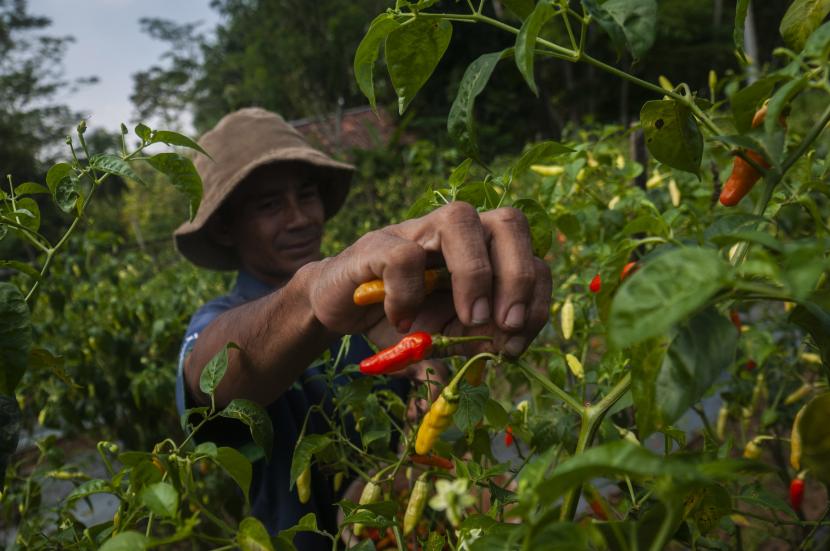 Petani memanen cabai rawit merah di Desa Mekarjaya, Lebak, Banten, Kamis (30/6/2022). 
